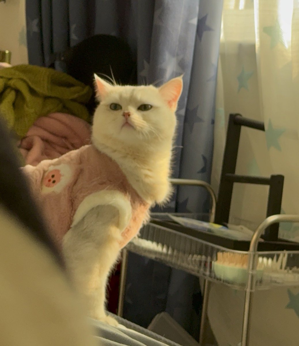 黄推福利内容 - 清蒸奶嗝宝的精彩图片 福利姬清蒸奶嗝宝分享的黄推图片1 - 网红私拍内容