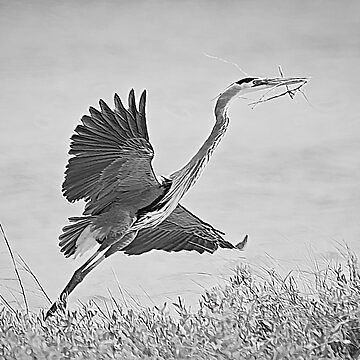 DebraMartz's tweet photo. "Great Blue Heron Nest Building Time Black and White" Throw Blanket
#RBandMe #RedbubbleShop #FindYourThing
#GetItHere https://t.co/1RfDZ7ErBP
#Heron #blackandwhite #throw #blanket #homedecor #giftideas #ChristmasGifts #givethegift #birdwatchers #birdlover #buyintoart https://t.co/WZkqnxcCoV