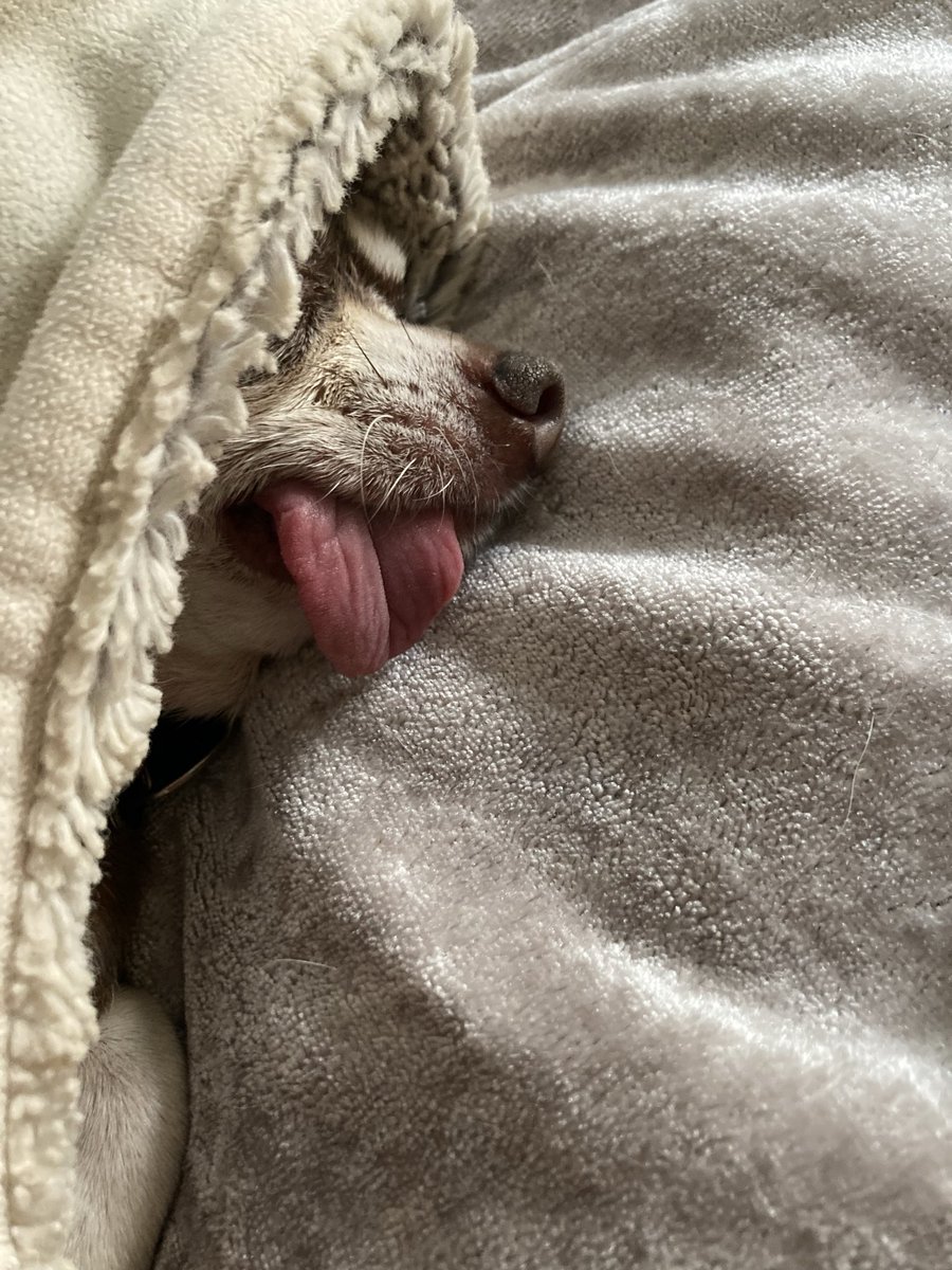 Billy Bear and Chums tweet media