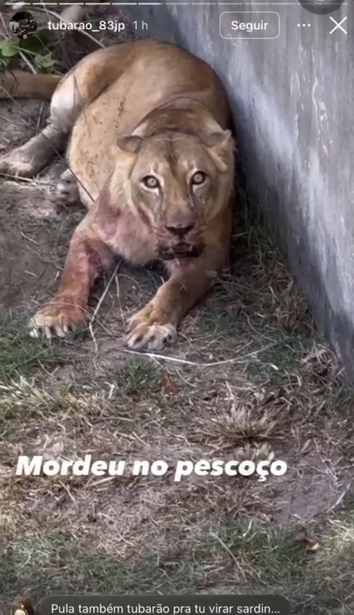 thollandey's tweet image. a leoa gordinha e o povo falando q ela ta passando fome