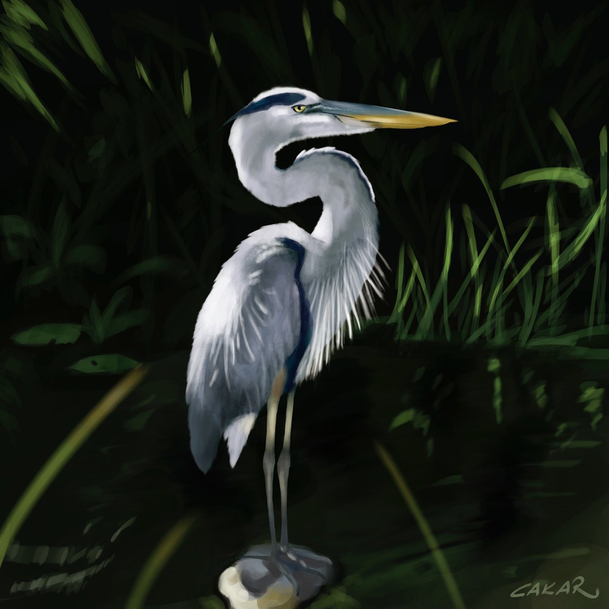YigitCakar's tweet photo. I ALSO DRAW BIRDS https://t.co/b7eCwZYqPw