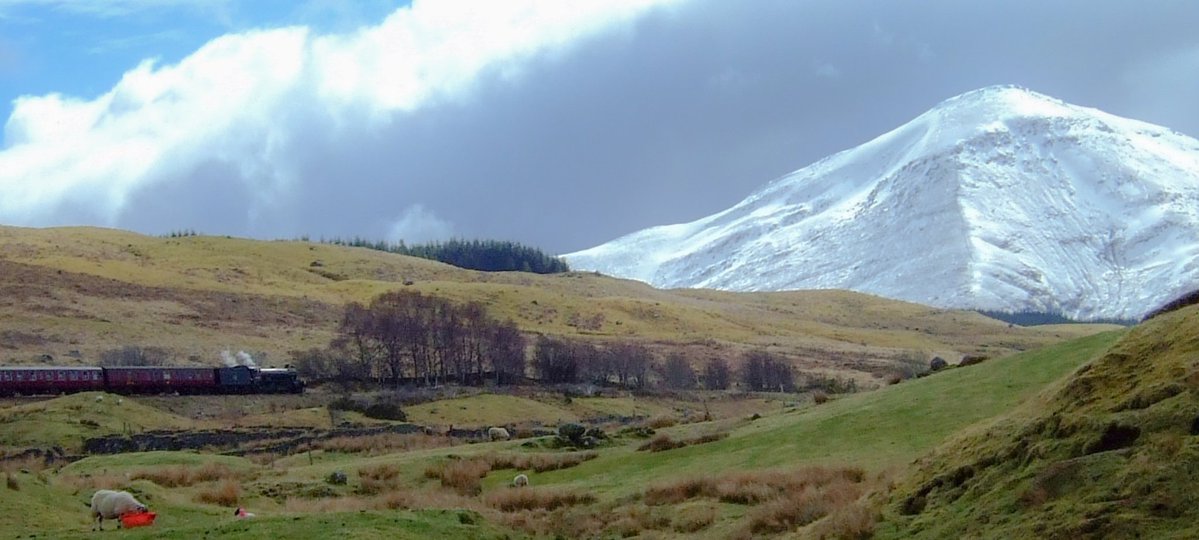 A feeding sheep and "The Jacobite", Crianlarich 2013.