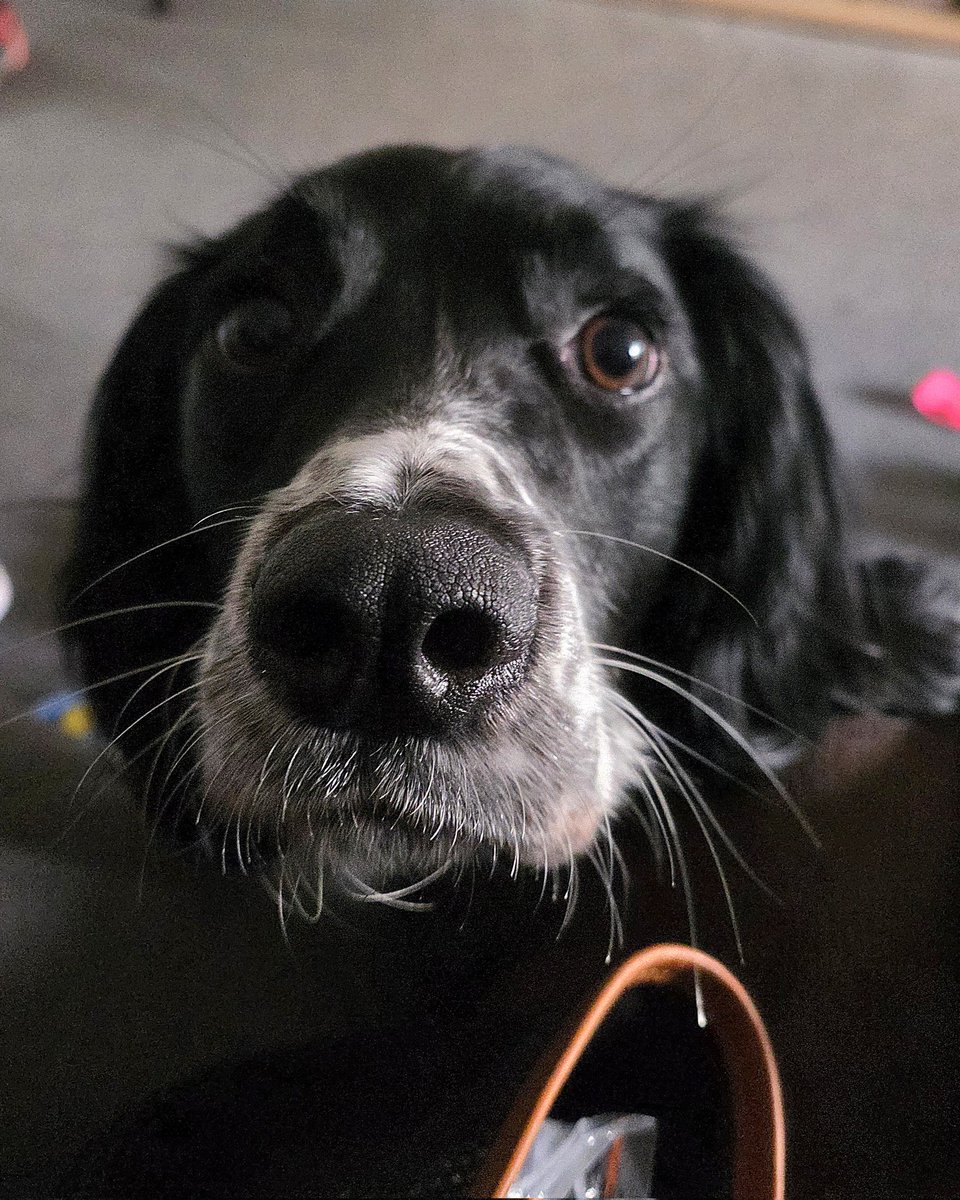 PawsAndReflect1's tweet image. Today I&apos;ve been working with the very handsome Loki. He needed help with lead walking (like a lot of spaniels) and learning some doggy etiquette but he&apos;s got very committed owners who I&apos;m sure will help him to get there.