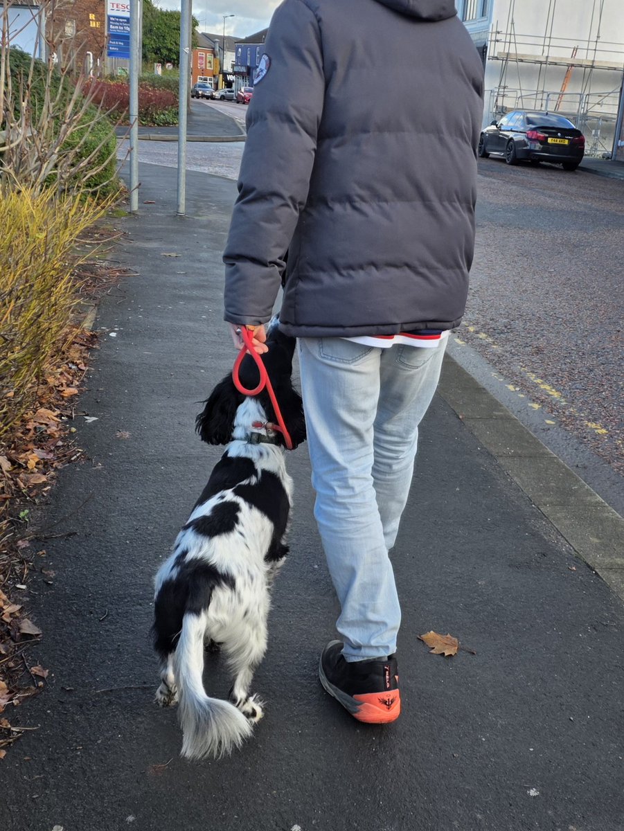 PawsAndReflect1's tweet image. Today I&apos;ve been working with the very handsome Loki. He needed help with lead walking (like a lot of spaniels) and learning some doggy etiquette but he&apos;s got very committed owners who I&apos;m sure will help him to get there.