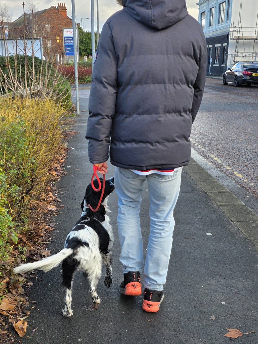 PawsAndReflect1's tweet image. Today I&apos;ve been working with the very handsome Loki. He needed help with lead walking (like a lot of spaniels) and learning some doggy etiquette but he&apos;s got very committed owners who I&apos;m sure will help him to get there.