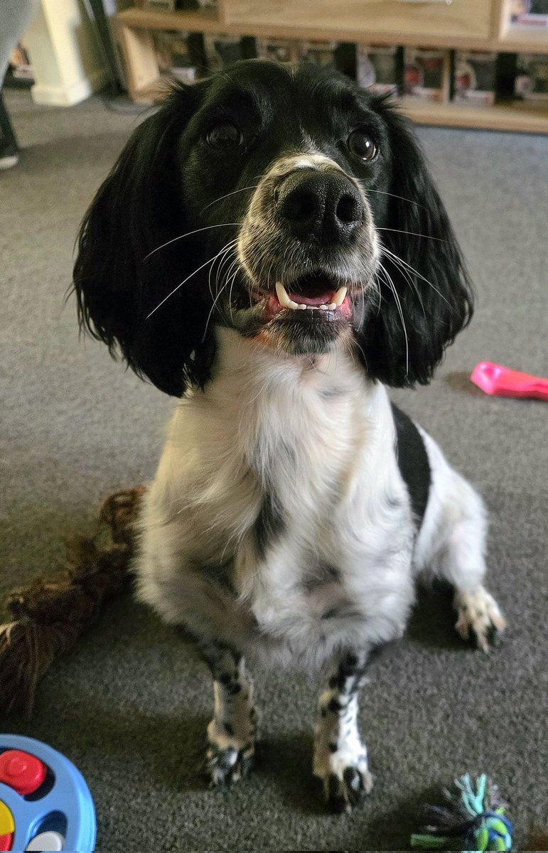 PawsAndReflect1's tweet image. Today I&apos;ve been working with the very handsome Loki. He needed help with lead walking (like a lot of spaniels) and learning some doggy etiquette but he&apos;s got very committed owners who I&apos;m sure will help him to get there.