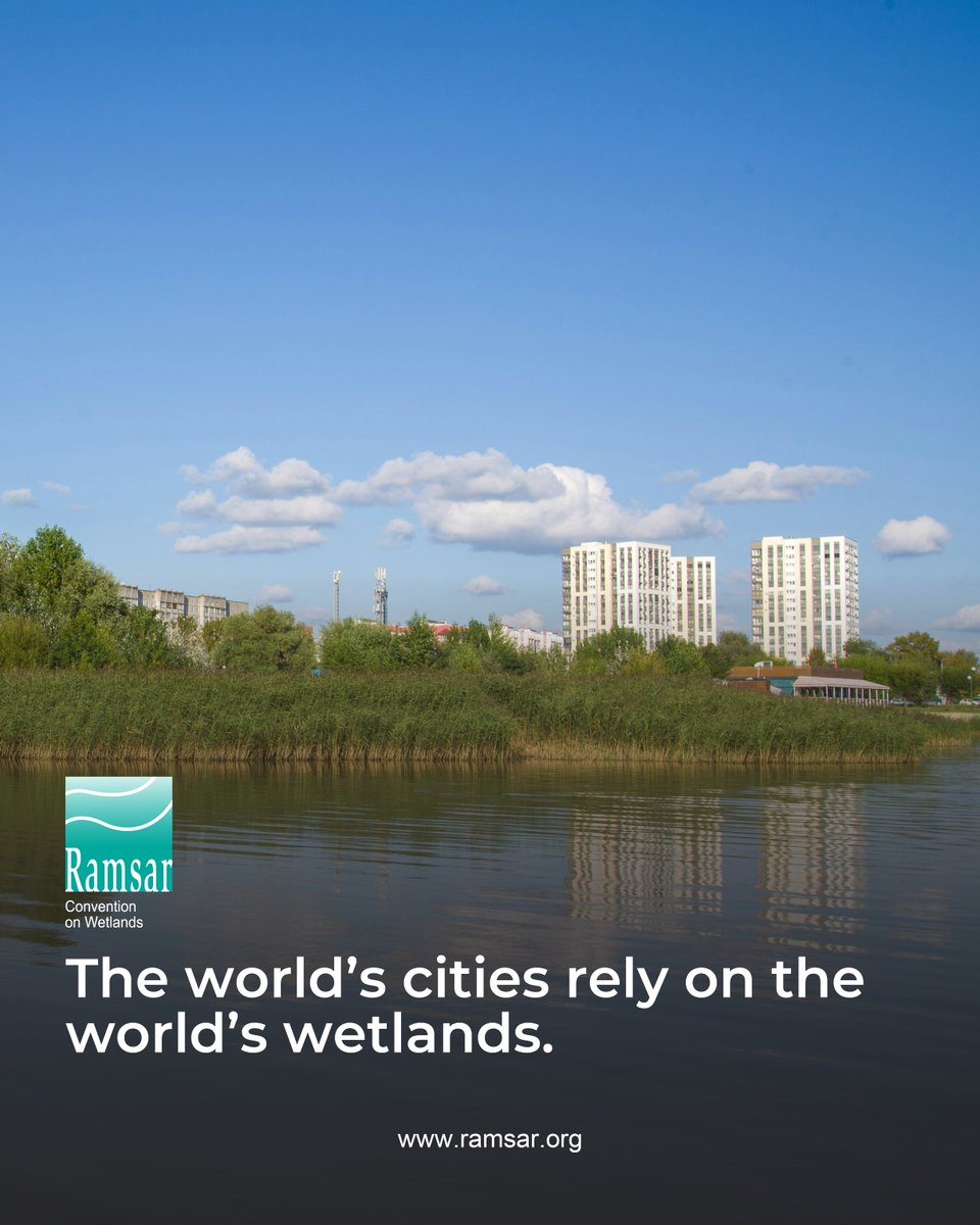 RamsarConv's tweet image. When cities become more resilient, they prevent hazards from becoming disasters. 

One way for cities to build resilience is through protecting and restoring their wetlands, since healthy wetlands provide the best natural defence against extreme floods and storm surges.