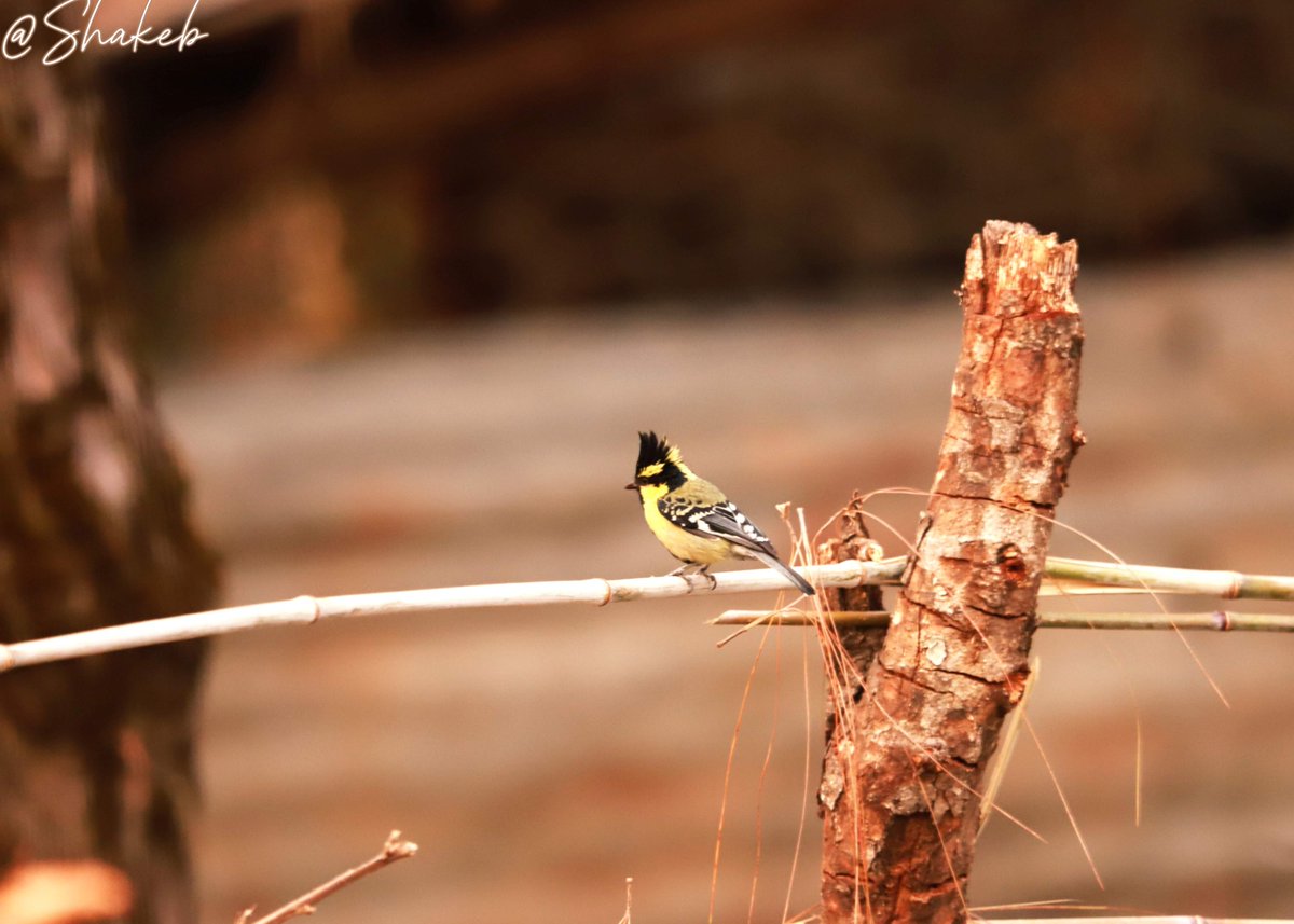 Himalayan Black-lored Tit
#birds #birdsoftwitter #BirdsOfAFeather #conservation #mountains #Mountaineers #himalaya #wildlifephotography #wildlifefanart #WildlifeConservation #WildlifeProtection #Nepal <a href="/birdlifenepal/">BCN</a> <a href="/nepaltourismb/">Nepal Tourism Board</a> #Canon #portraitphotography