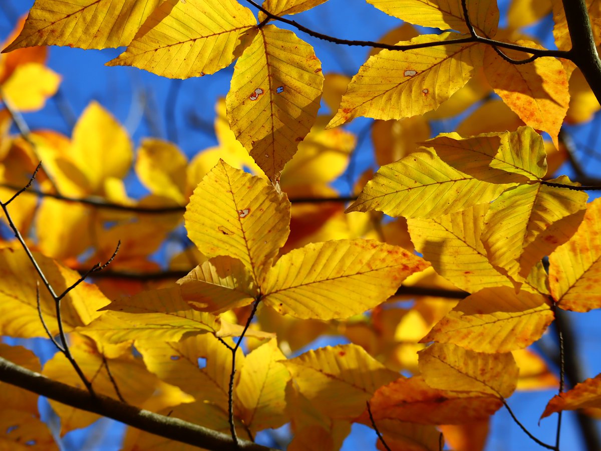 Friends of Wolf Trap National Park tweet media