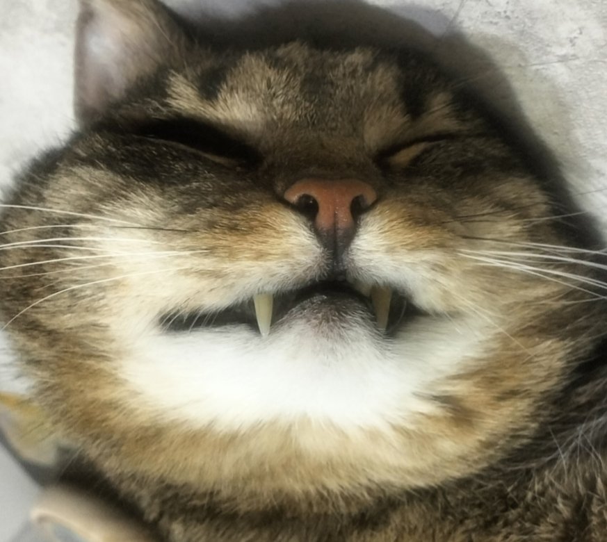 AlekssKotami3's tweet image. Добрейшего воскресного вечера , люди или же коты ! 👋😂