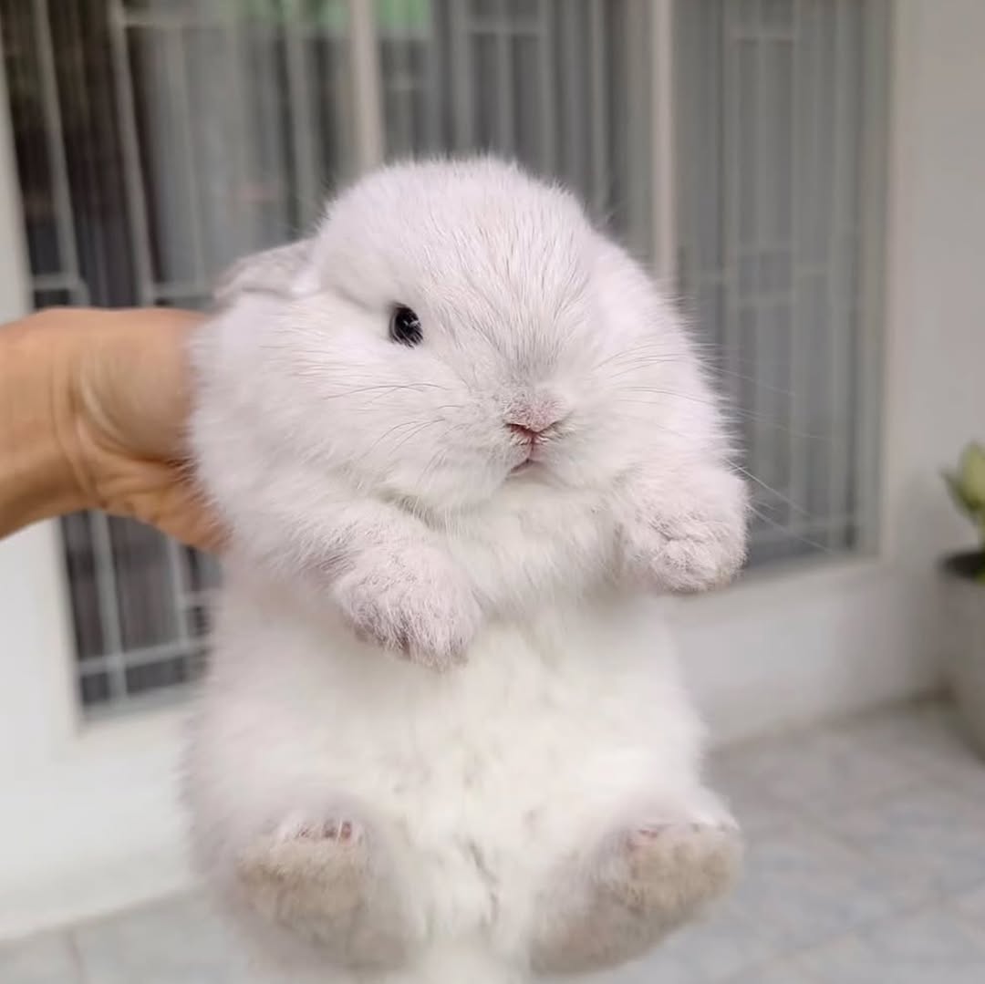 Cutes Animals (@majidawan764334) on Twitter photo 