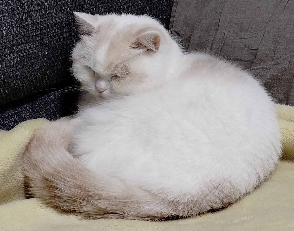 福ちゃん beorn0720 うとうと💤