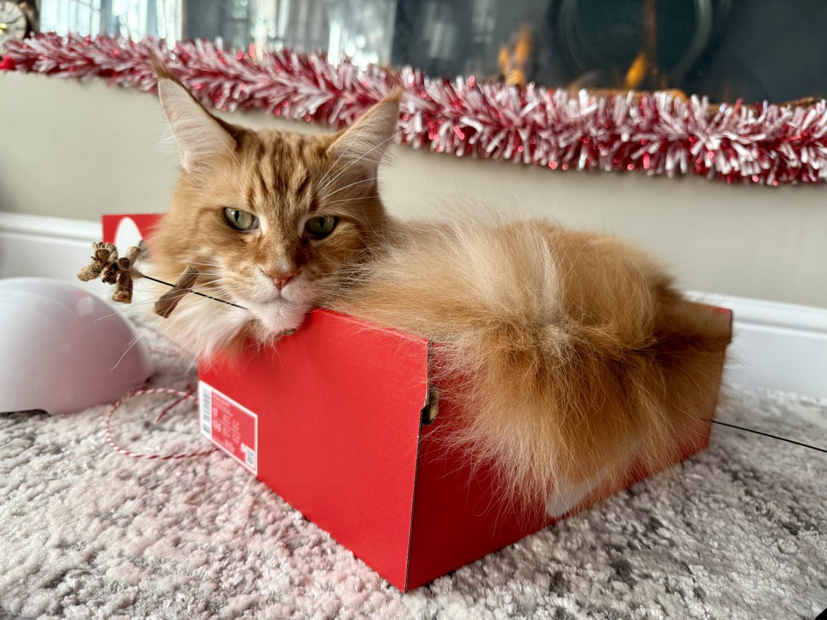 🌈 Buddy 🌈 & Gizmo 🦁🦁 tweet media