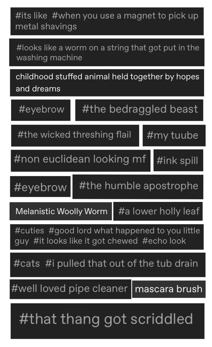 dimetrodont's tweet image. Things people have said about my cat