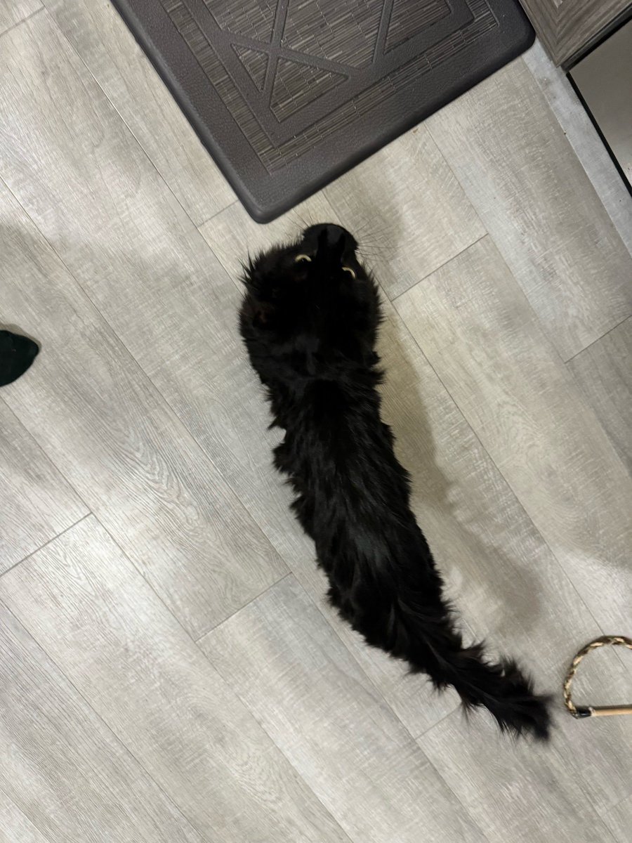 dimetrodont's tweet image. Things people have said about my cat