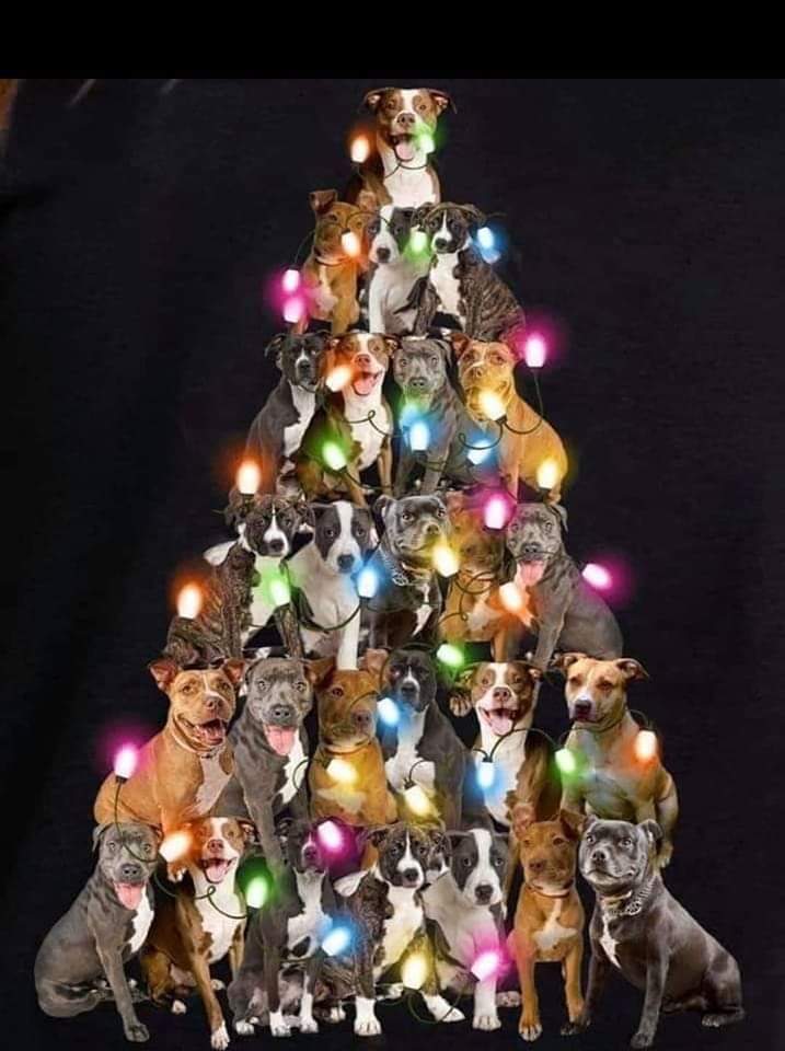 El Árbol de Navidad más bello.🎄🐾🐶♥️