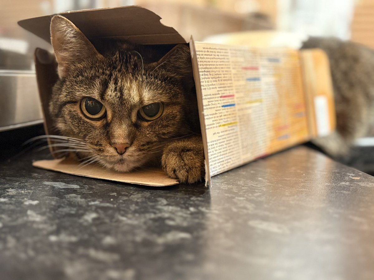 MiraUtmp's tweet photo. @ShouldHaveCat Come get me! 🧡 https://t.co/mJ3KoyEZTh