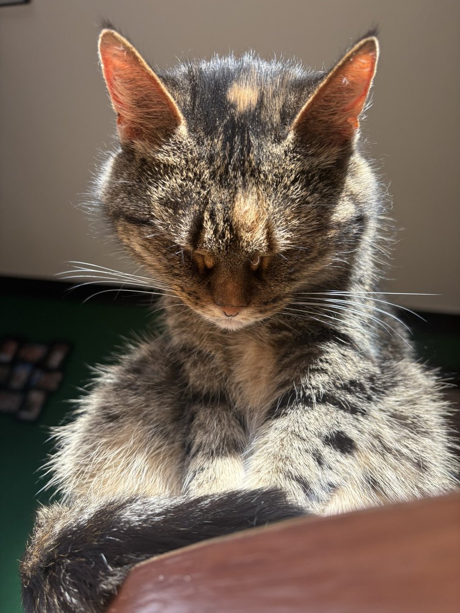 MiraUtmp's tweet photo. @WholesomeMeme I bow to you master x 🧡💛 https://t.co/JX3e0ADW6p