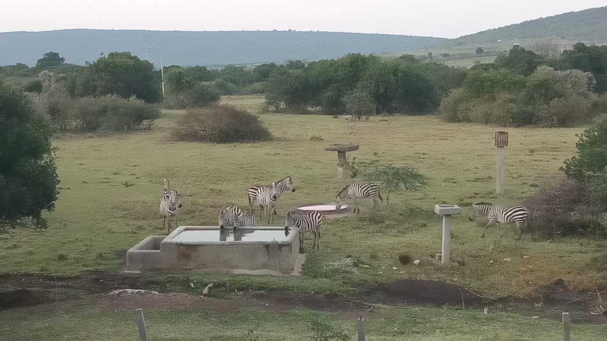 Water4Wildlife Maasai Mara Foundation tweet media