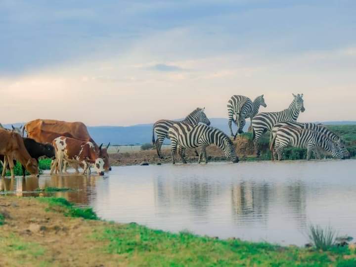 Water4Wildlife Maasai Mara Foundation tweet media