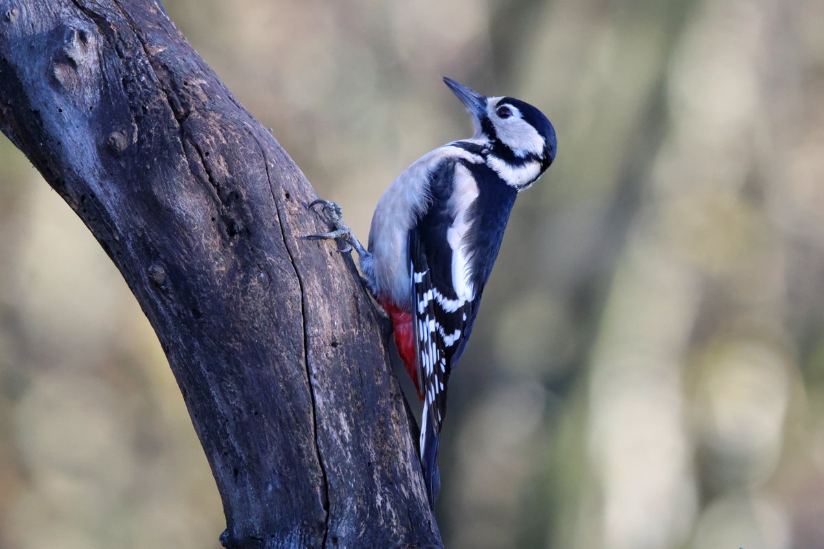 Great Spotted Woodpecker (Dendrocopos major) from my garden hide today

<a href="/CumbriaBirdClub/">Cumbria Bird Club</a> <a href="/Natures_Voice/">RSPB</a>