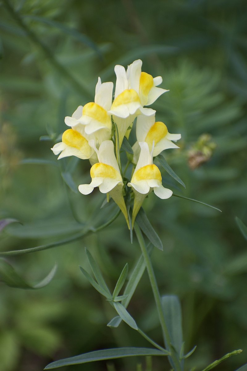 🍇 ゆゆまる ♋️ (@yuyumaru_718) / Posts / X