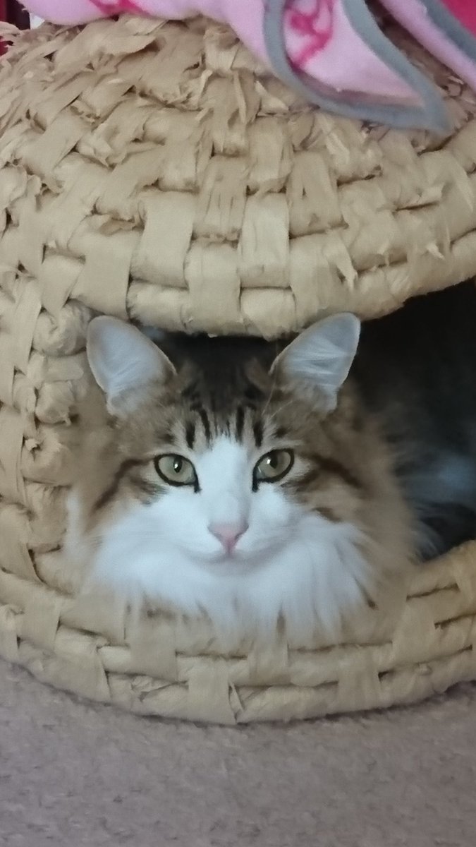 12月ですね〜早い😂 今日は😺モアの 色んな所にIN❤を 今月も