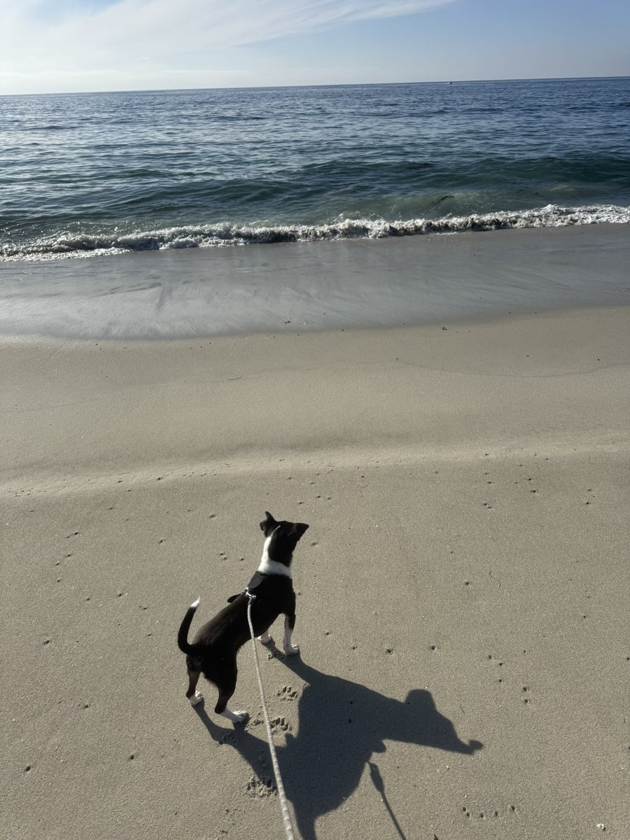 Bazinga🦋 tweet media