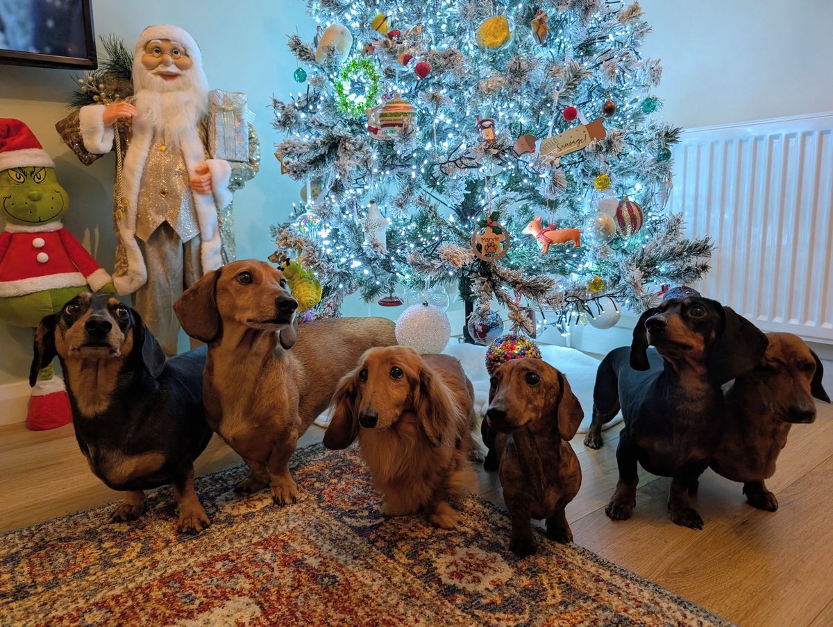 Dexter, Poppy, Marvin, Alvin & Vincent🐶🐕🐶🐕 (@karenydavis79) on Twitter photo 