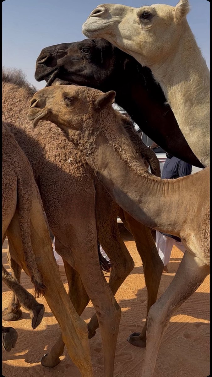 Athbi888's tweet photo. جادلٍ تل الضماير .. في كلاليب المحبه تلي
خابرٍ نفسـي عيـوف ولاتدانـي عقبـه العشاقـه

🥇 https://t.co/qtAfoJ5dod