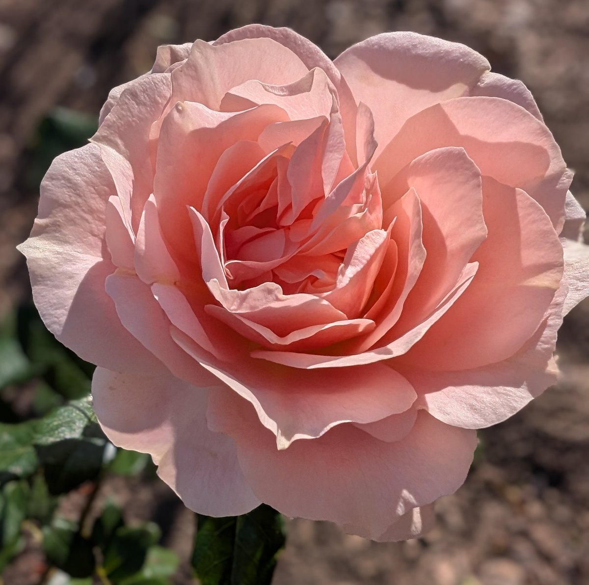 おはようございます🐦2025.12.1
いつもありがとうございます💖

夜中の地震で目覚めてしまい
寝不足の朝🥱…

12月スタートですね🎄
今月もよろしくお願いします🍀