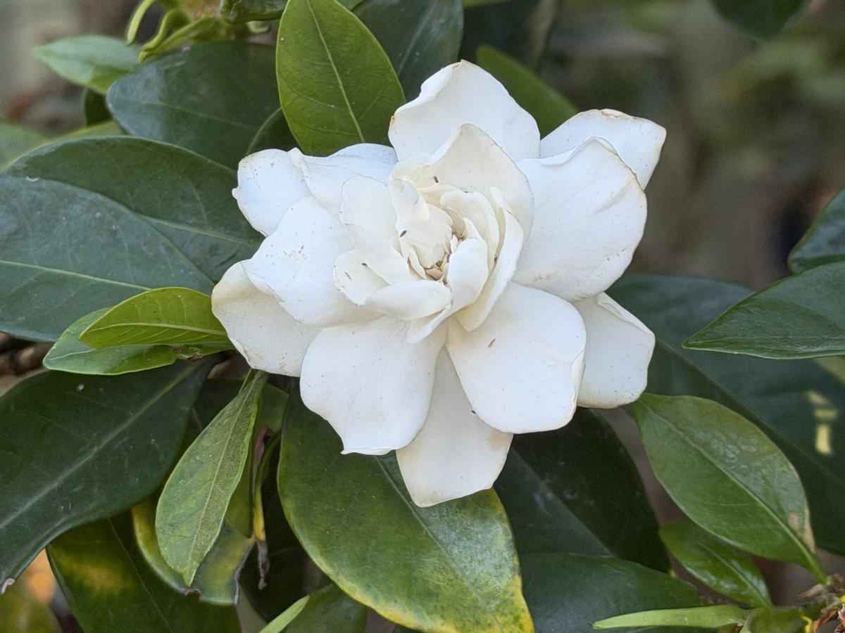 Mitchell Squires tweet media