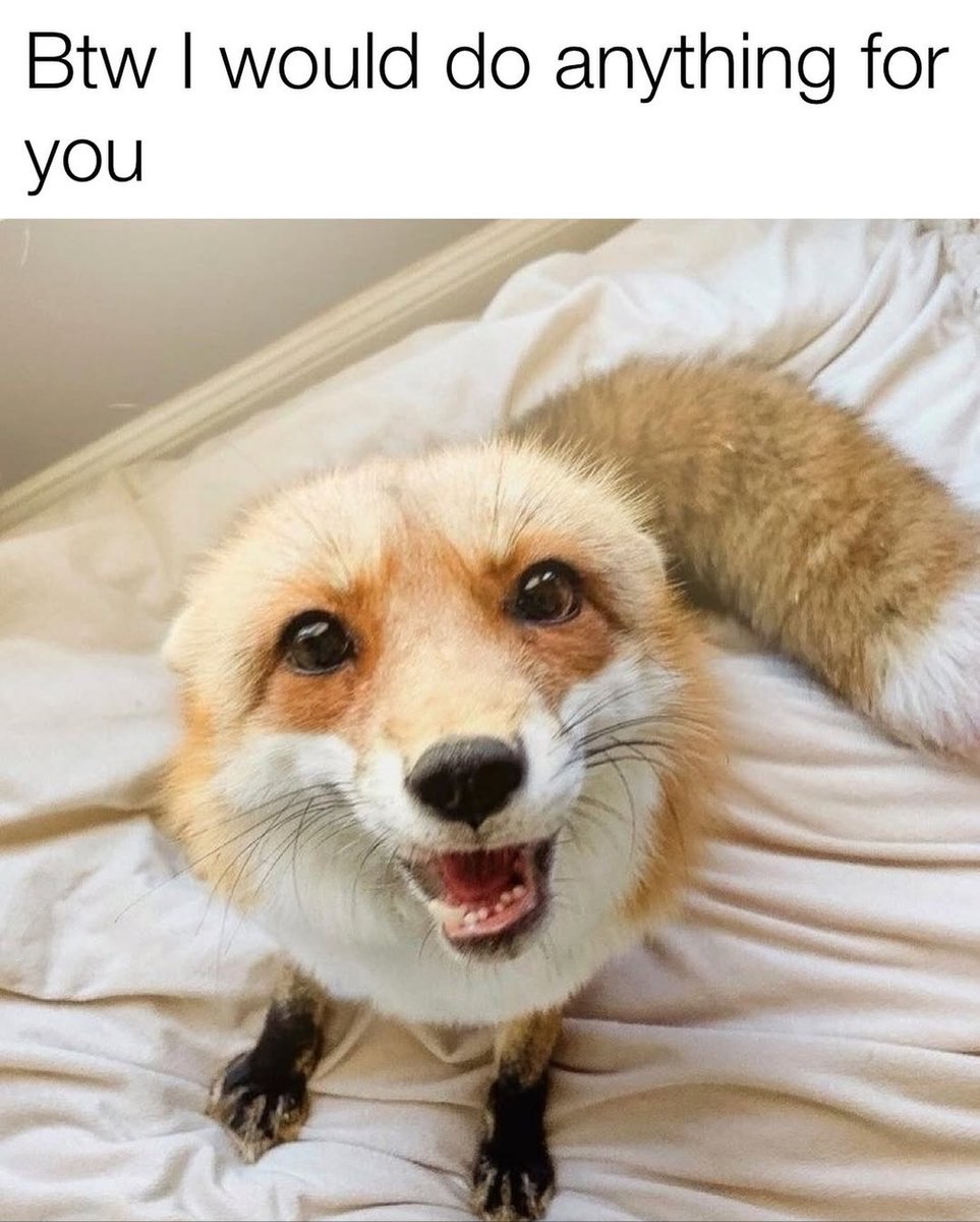 PrototypeTheFox🦊 tweet media