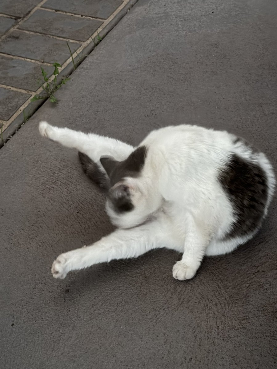 Cleen sit <a href="/CleeWeezy/">Littol Clee 🖤🧡</a>