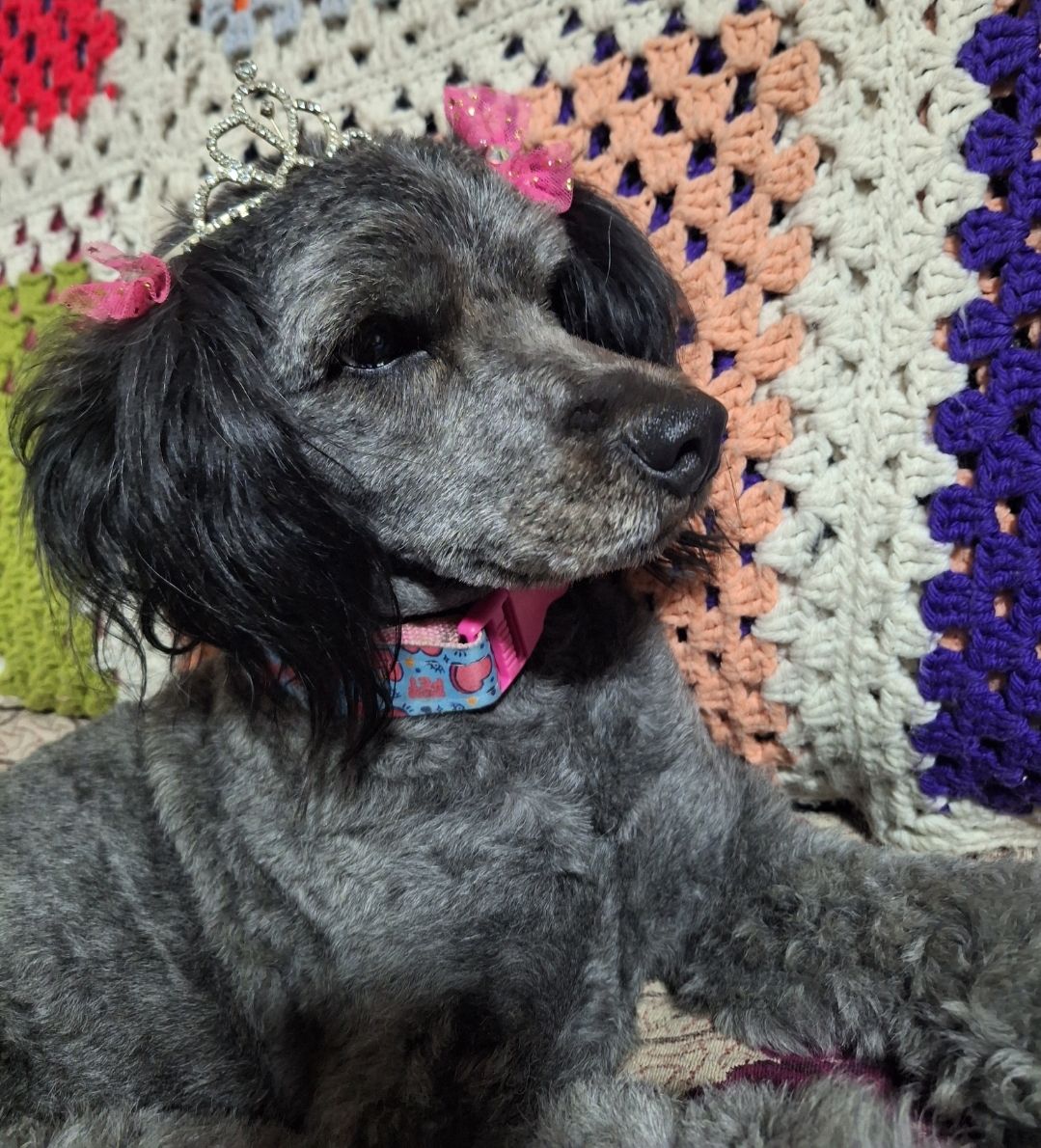 "Busco a mi hija Gala. Se perdió anoche en Raúl del Canto, La pintana. Lleva puesto el mismo collar de la foto, no sabe andar solita en la calle. Estoy desesperada." Si alguien la ve, por favor retener y comunicarse al +56984117559. Favor RT!
#LaPintana