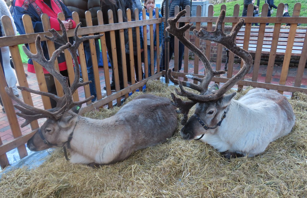 Squeals of delight from children when they saw the two reindeer at to-day's #tonbridgerotarychristmasfestival.