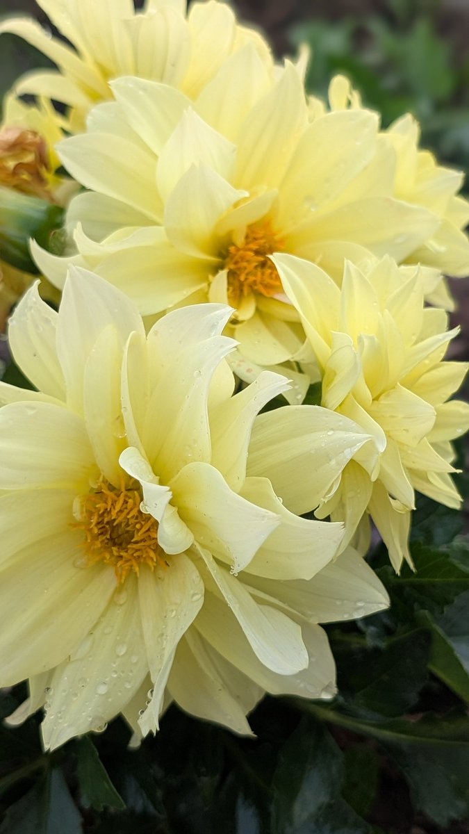 Tim O'Born (@silverhd07) on Twitter photo 