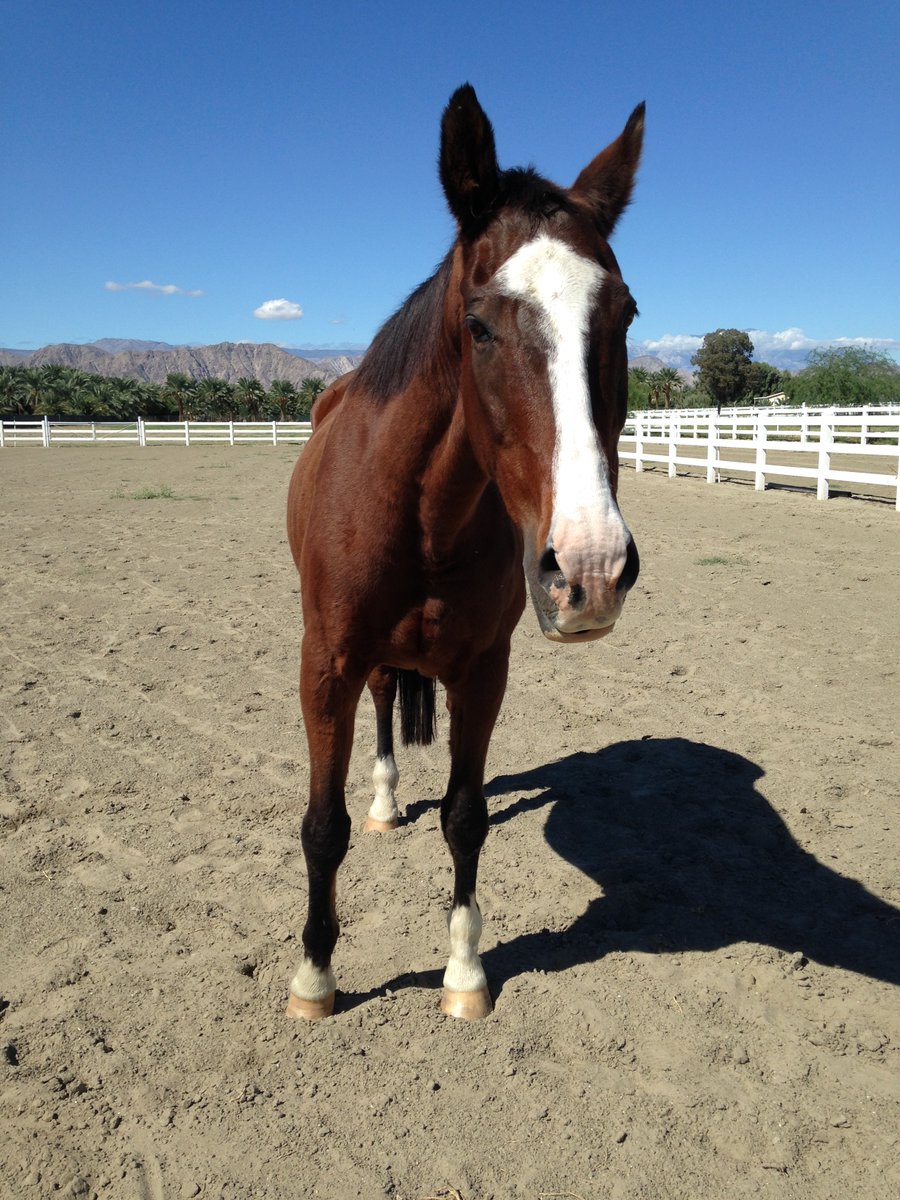 GloriousAllianc's tweet image. Once Smoothie&apos;s contracted tendons were treated, he developed his own power stance that took the small hoof into account and allowed him solid balance! Love his expression here!