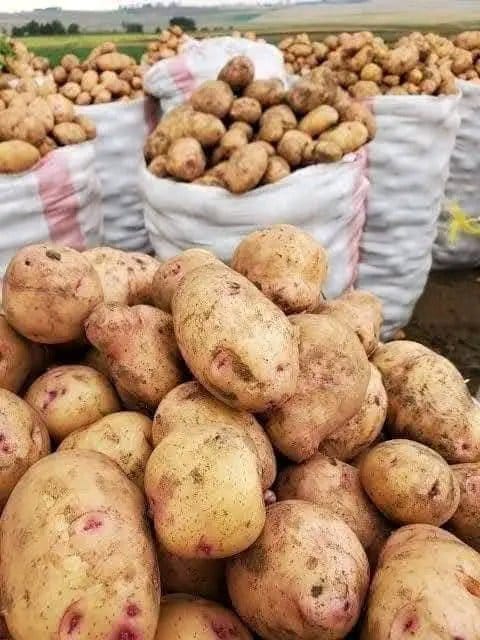 MWISENEZAF59205's tweet photo. No nation rises without vision-driven farmers. Give a farmer an investor’s mindset, and you ignite an entire economy. Strong agriculture doesn’t just feed people l, it fortifies a country, stabilizes families, and unlocks true development.
#HonorThem
#EmpowerThem
#InvestInThem https://t.co/hpN8MtK2kf
