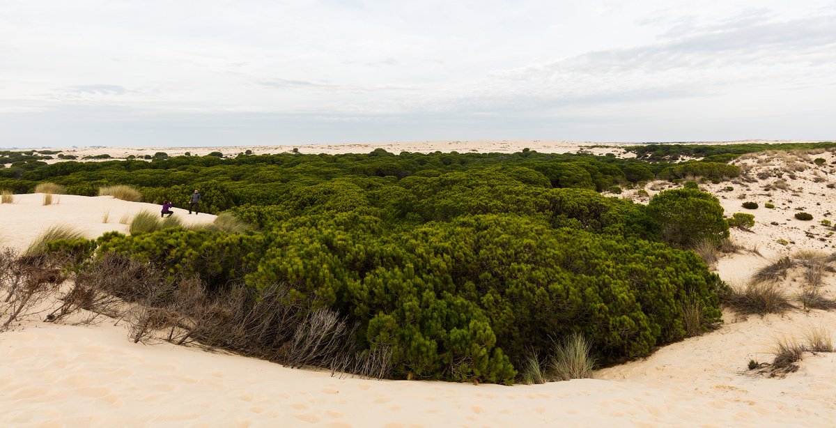 CLL49's tweet photo. Sélection de zones humides d'#Europe. #Dimanche Le parc national de Doñana se trouve en Andalousie 🇪🇸 Il s'étend sur plus de 54.000 hectares de #marais, ruisseaux, dunes... parfois regagnés sur l'agriculture intensive #Photographie #Photography via Wikipédia #Wetlands #Swamps https://t.co/twDBhECja6