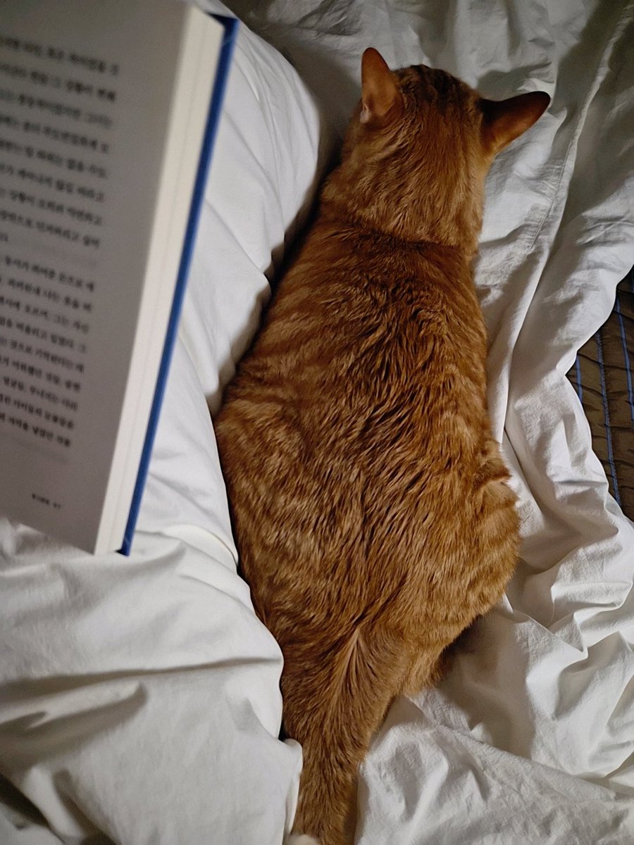 겨울밤
고양이 기름지다.