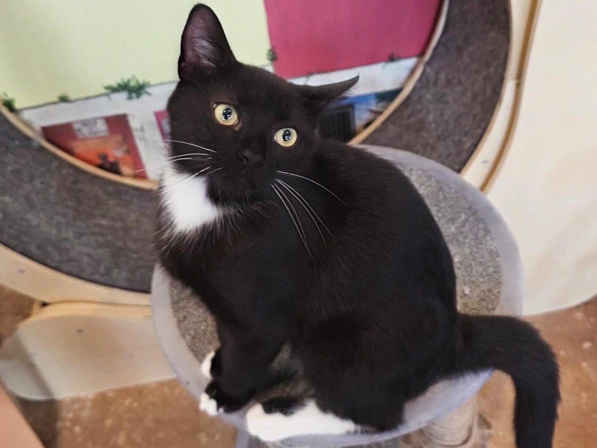 Sunday funday ☀️ at the Witty Whisker 🐱 and we can’t wait to see new faces 👧🏻 today! Come visit us, grab a seasonal ❄️ latte and a tasty treat 🧁 to start another wonderful day!

Open from 12-6pm, see you soon. 🐾 
#wittywhisker #wittywhiskercatcafe #catcafe #felinecanopyofcare