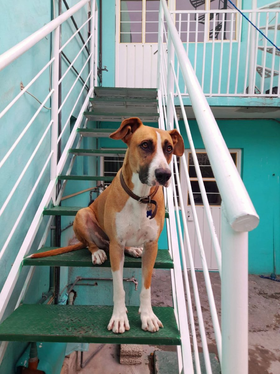 Amigos hace como una hora se escapó este perrito en #Neza
Por favor ayúdenos a compartir 
Se acaba de salir corriendo de casa,
Colonia Atlacomulco.
se llama RINGO
talla grande , trae collar con placa y datos 
Es muy noble , no muerde 
Por favor si lo ves resguardar y 
Mandar wats