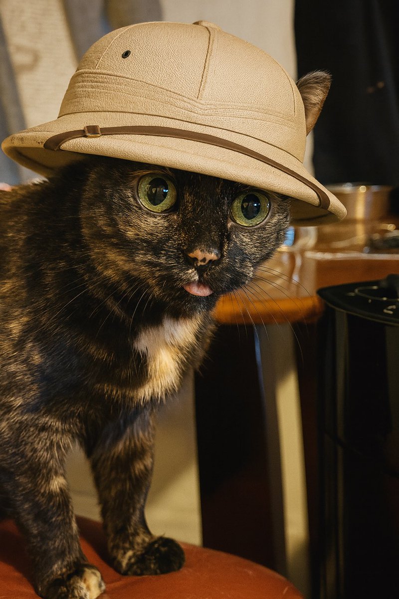 djrobzilla's tweet photo. you say you hate ai but then you see this ai generated picture of a little kitten wearing a safari hat and all your principles go out the window https://t.co/HPzt8s63gR