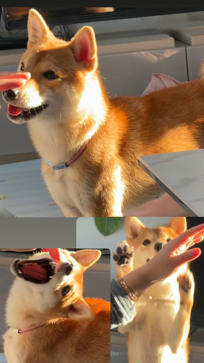 12월입니다

그뜻은 우리집 강아 드디어 첫돌!