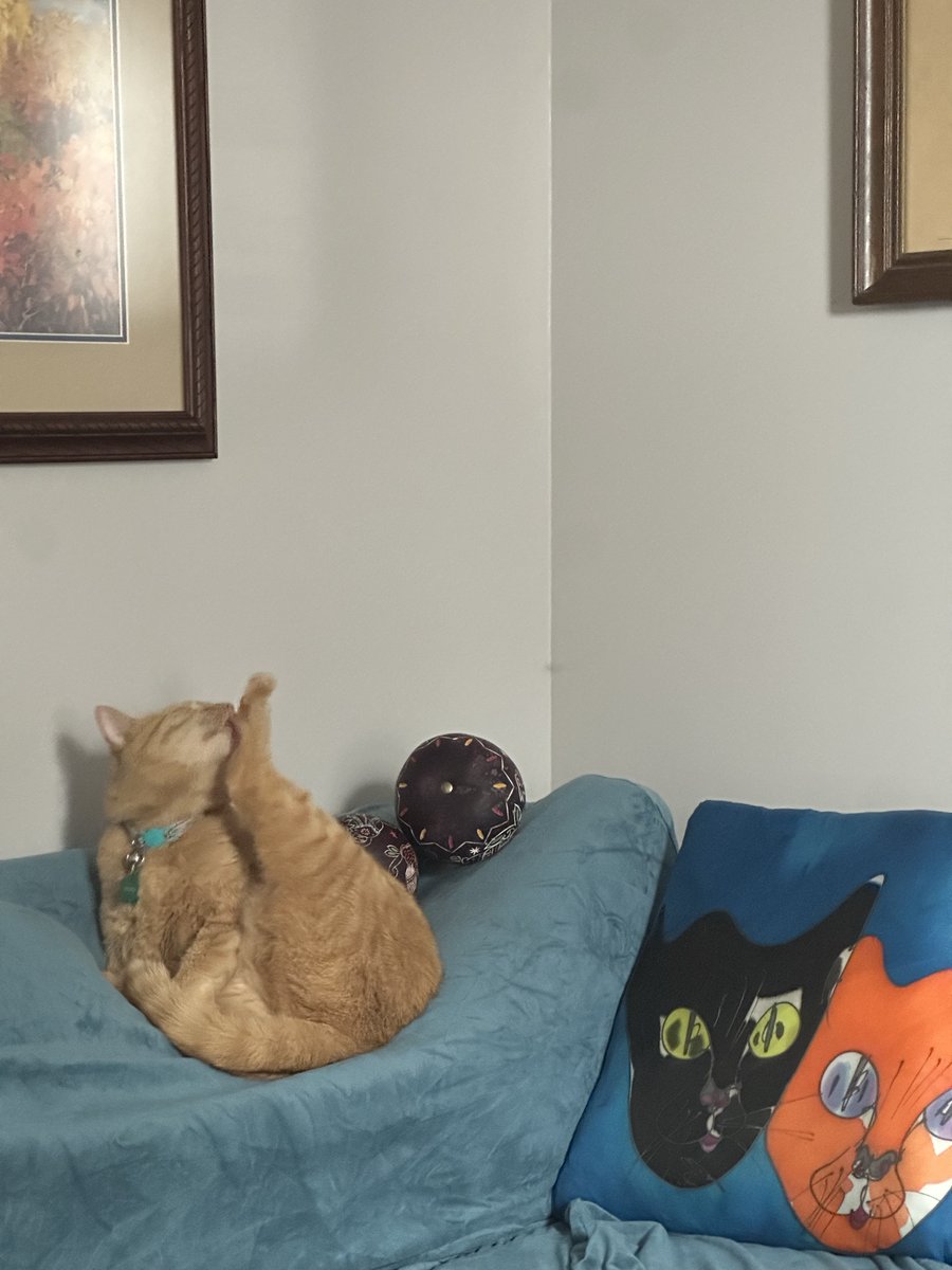 <a href="/CleeWeezy/">Littol Clee 🖤🧡</a> Mango with the interesting form this morning!