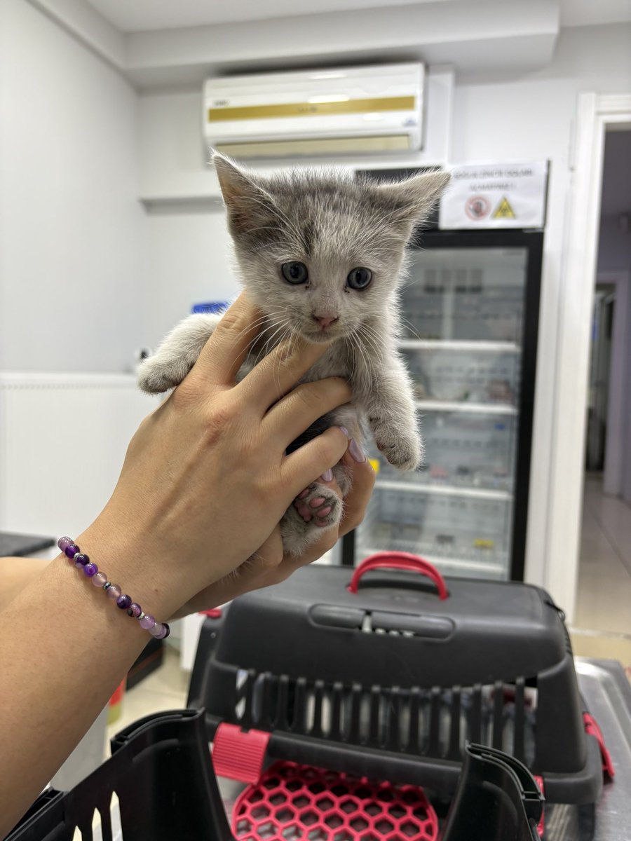 TLGLTN's tweet image. Bugün yağmur altında  ezilmek üzere iken aracın altından çıkardım , 2-3 gün veterinerde toparlayacağım bu minnağı , o kadar güzel ki , kucağımdan inmedi . Yuvalandırmak için paylaşır mısınız . İstanbul Kozyatağı / Kadıköy . Nakliye si için elimden geleni yaparım , mamasını alırım