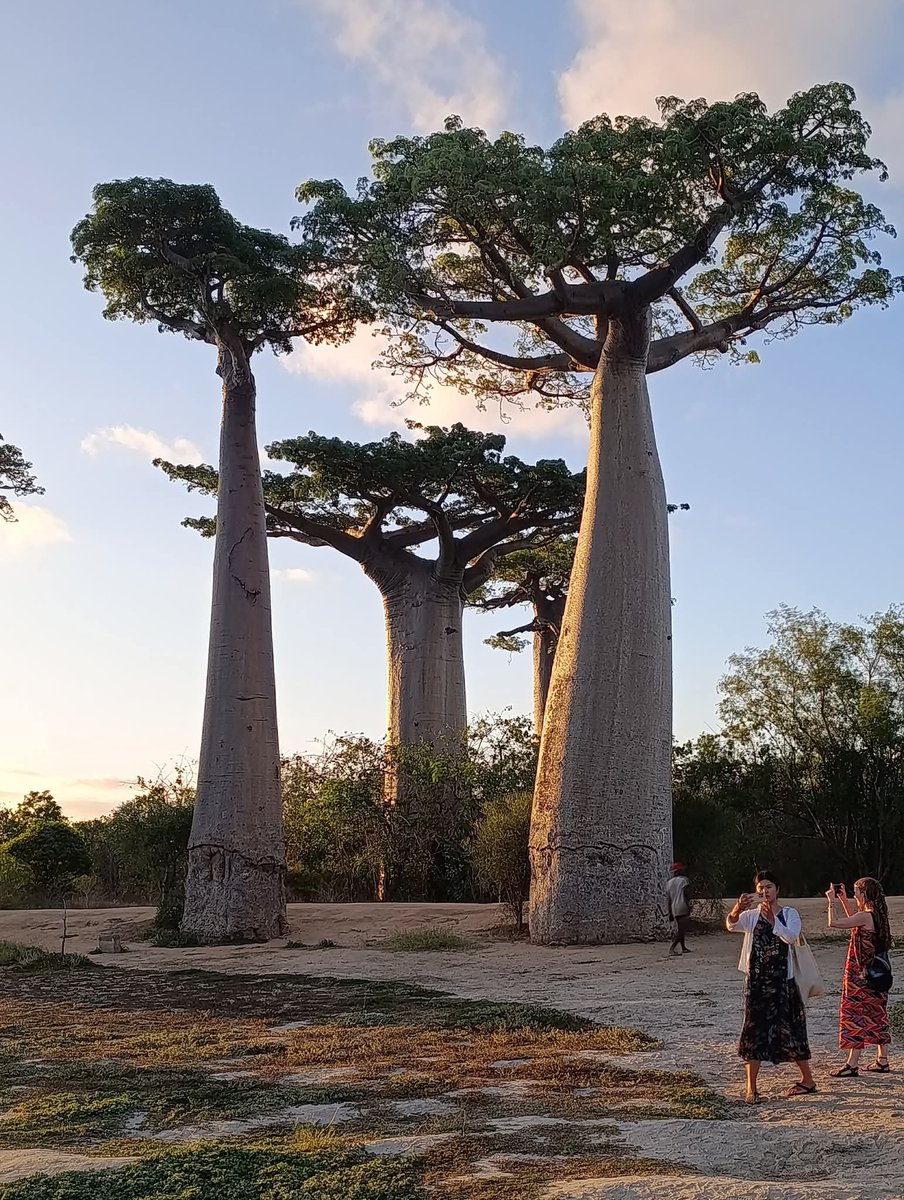 Lieliski var redzēt atšķirības  Baobabu formā/siluetā dažādās Āfrikas vietās
 Vareni ir abi, bet katrs pa savam. Bildē, kur Kolātpaps norāda, ir baobabs Tanzānijā, laikam 2022. gadā. Otrs ir vakar knipsēts Madagaskaras rietumos, pie Morondavas.