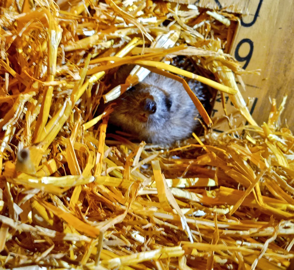 squirrelpics1's tweet image. Ich fühle mich beobachtet 👀 🦔
#Igel #GartenTiere #überwinterung