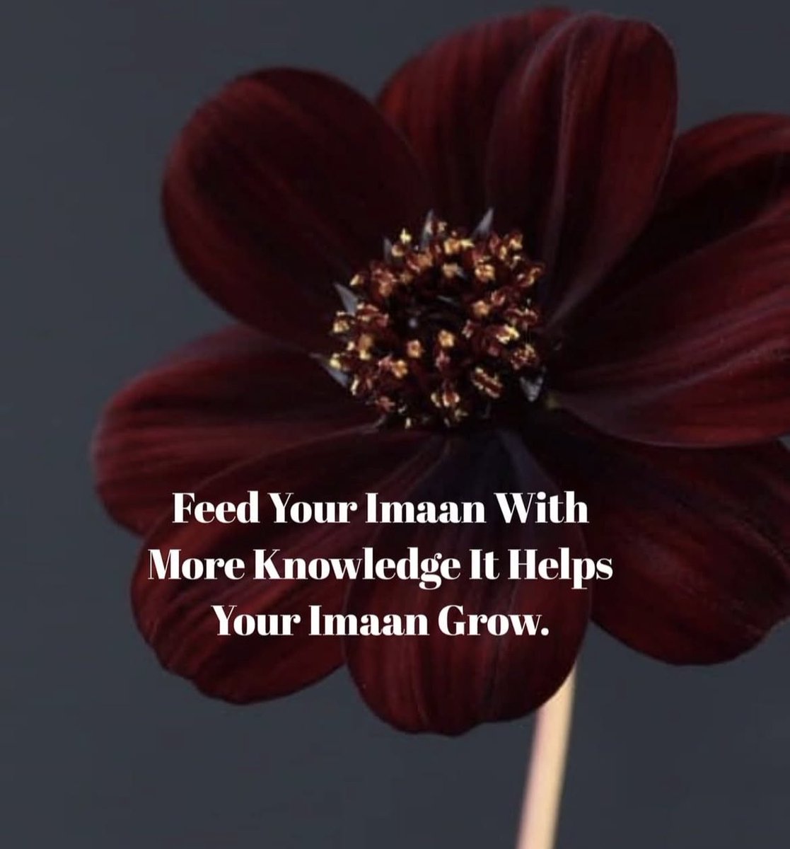 __Rayy_A's tweet image. Feed Your Imaan With More Knowledge It Helps Your Imaan Grow.